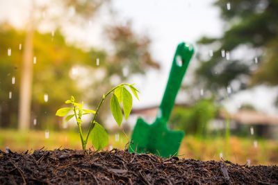 Close-up of plant growing on field