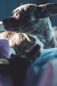 Close-up of dog looking away