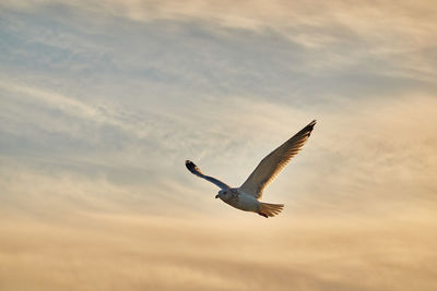 Low angle view of seagull flying during sunset