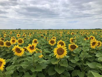 Scenic view of sunflower field against cloudy sky