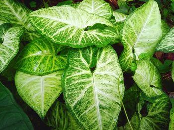 Full frame shot of green leaves