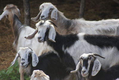 Cows standing in a field