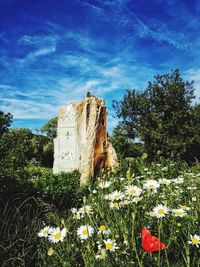 Flowers growing in park against sky