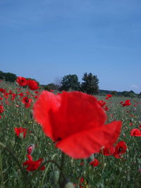 Close-up of red poppy flowers on field