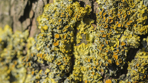 Close-up of lichen growing on tree trunk