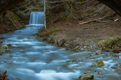 Stream amidst trees in forest