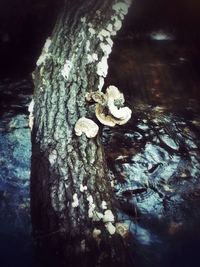 Rocks on tree trunk