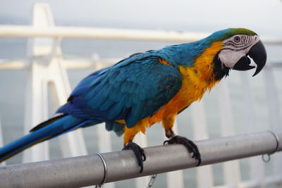 Close-up of parrot perching on metal railing