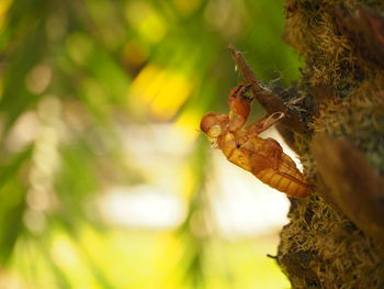 Close-up of insect on hand