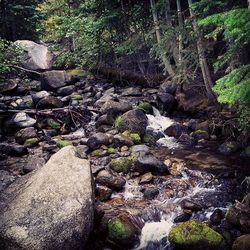 Stream flowing through forest