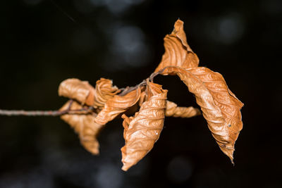 Close-up of dried plant during autumn