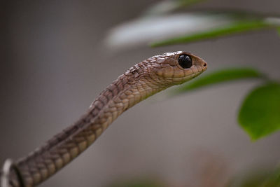 Close-up of a lizard on leaf