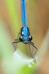 Close-up of blue dragonfly