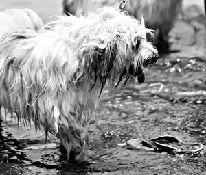 Close-up of an animal