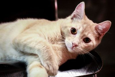 Close-up portrait of cat