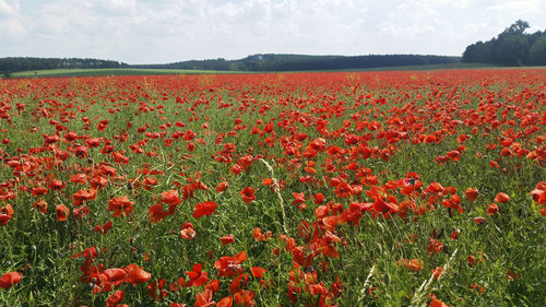 Red poppies growing on field