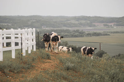 Cows on a high hill