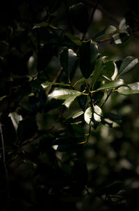 Close-up of berries growing on tree