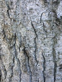 Close-up of tree trunk