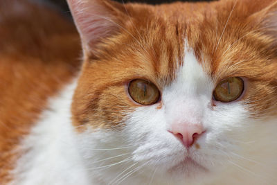 Close-up portrait of cat