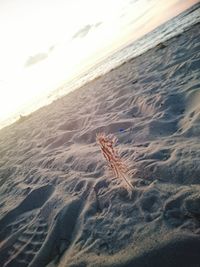 Close-up of crab on sand at beach against sky