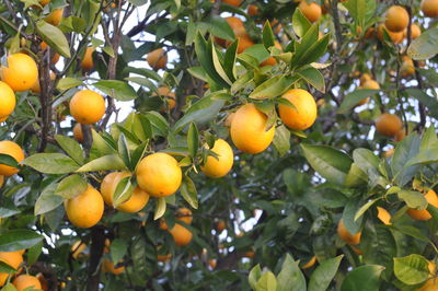 Low angle view of fruits on tree