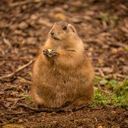 Meerkat on field