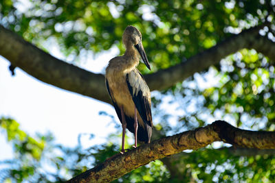 Low angle view of bird perching on tree