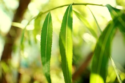 Close-up of leaves against blurred background