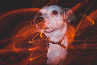 Close-up portrait of dog