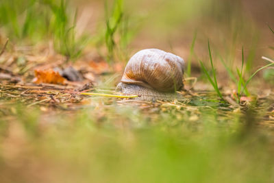 Beautiful burgundy snail on the forest floor. helix pomatia crawling on a spring ground.