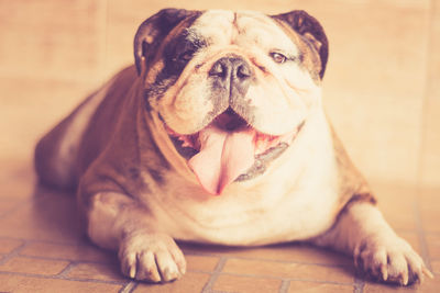 Portrait of dog sitting on floor