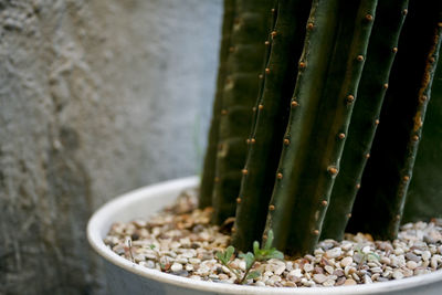 High angle view of succulent plant