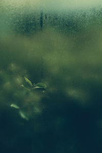 Abstract macro photo of plants against a window covered with algae. 