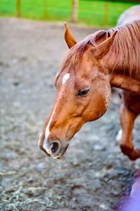 Close-up of horse in ranch