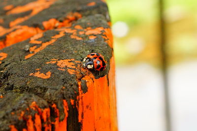 Close-up of insect on tree trunk