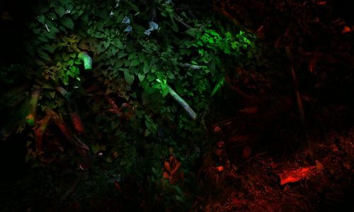 Close-up of plants growing in forest at night