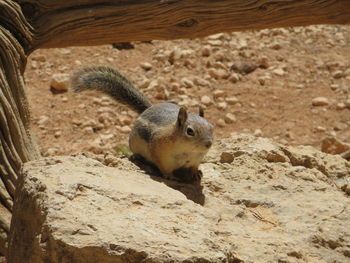 Close-up of squirrel on rock