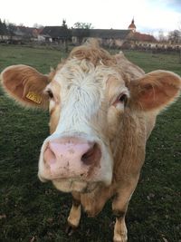 View of cow on field