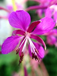 Close-up of pink flowers