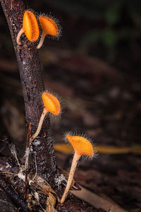 Close-up of mushroom growing on field