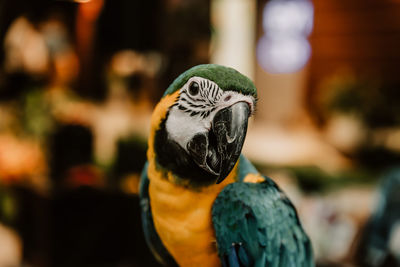 animal themes