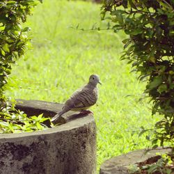 Close-up of bird perching on plant