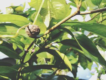 Close-up of snail on plant