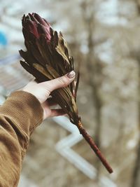 Cropped hand of woman holding wilted flower