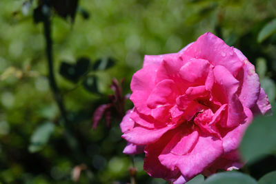 Close-up of pink rose