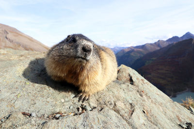 Close-up of a sheep on rock