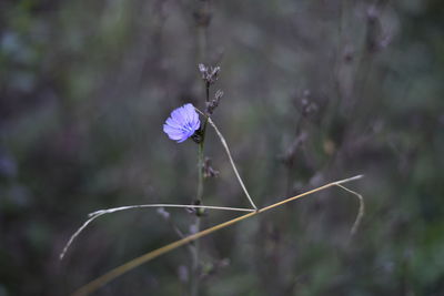 Close-up of purple flowering plant
