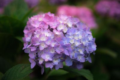 Close-up of pink hydrangea flowers