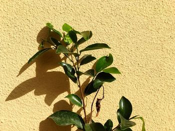 Close-up plant against wall during sunny day